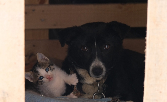 Kedi yavrularına bakıcılık yapan köpek yürekleri ısıttı