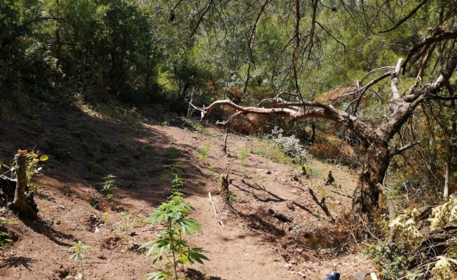 Ormanlık alana ekili 297 kök kenevir ele geçirildi