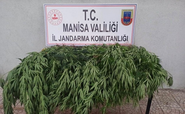 Manisa’da 43 kök kenevir bitkisi ele geçirildi