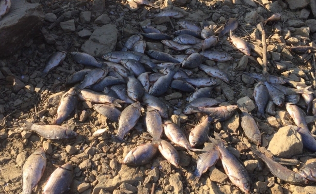 Manisa’da baraj suları tahliye edilince balıklar telef oldu