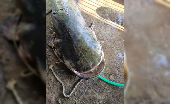 Oltayla 70 kiloluk yayın balığı yakaladı