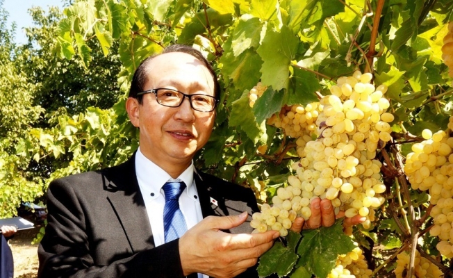 Japon Başkonsolos, Sarıgöl üzümlerine hayran kaldı