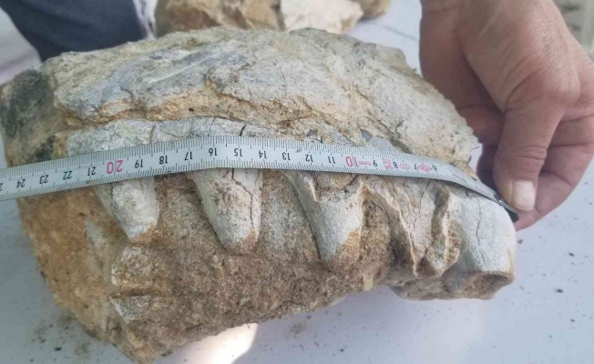 Manisa’da milyonlarca yıllık hayvan fosili bulunduğu iddiası