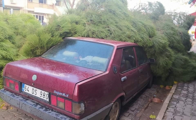 Alaşehir’de fırtına çam ağacını otomobilin üzerine devirdi