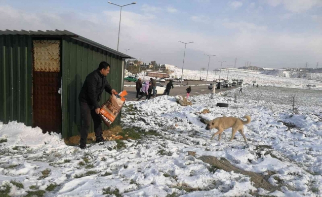 Alaşehir Belediyesi sokak ve yaban hayvanlarına yiyecek bıraktı