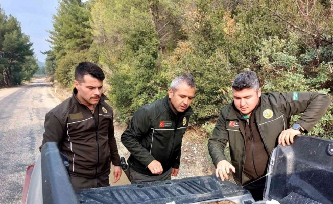 Yaralı tilkiyi Orman İşletme Müdürlüğü ekipleri kurtardı