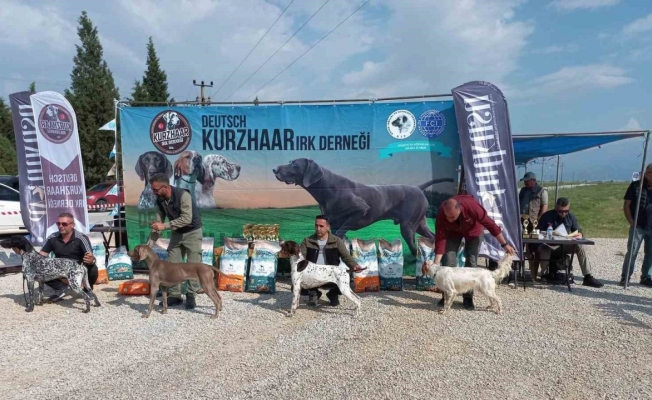 Fermalı av köpekleri Salihli’de yarıştı