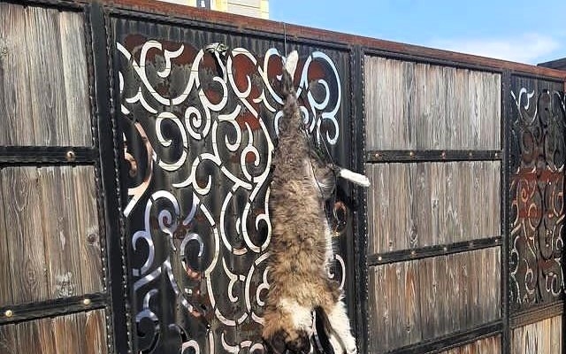 Turgutlu’da sokak köpeğini çiftlik evinin kapısına astılar
