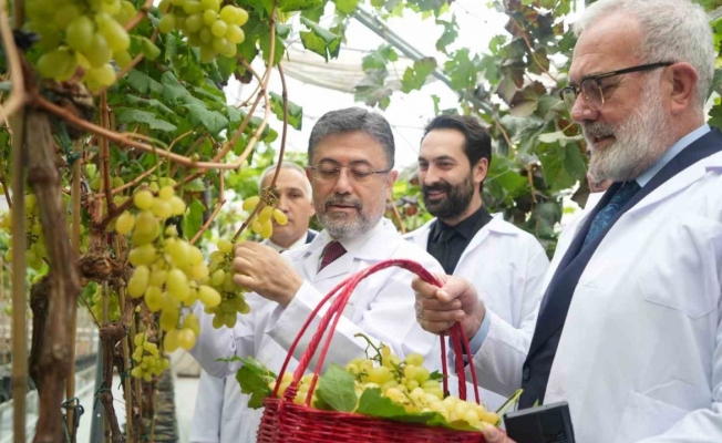 Bakan Yumaklı: “Yılda iki kez üzüm hasadı yapılabilecek araştırmada sona gelindi”