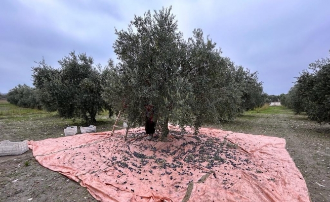 Zeytinin başkenti Manisa’da zeytin hasadı tamamlandı